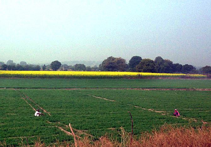 Farmers working in their field. Photograph: Mahipal Soni / Rediff.com