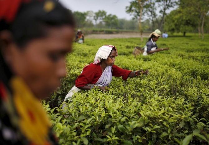 Tea Production Drops 6.18% in November 2023