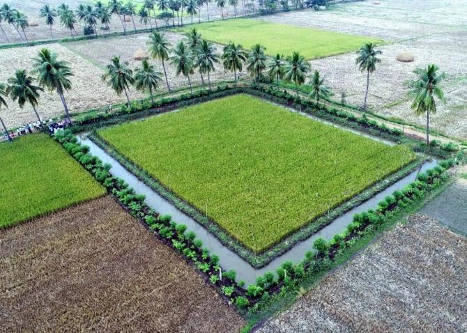 More than 150,000 acres are under cultivation in Andhra Pradesh using ZBNF techniques. Photograph: Courtesy http://apzbnf.in/