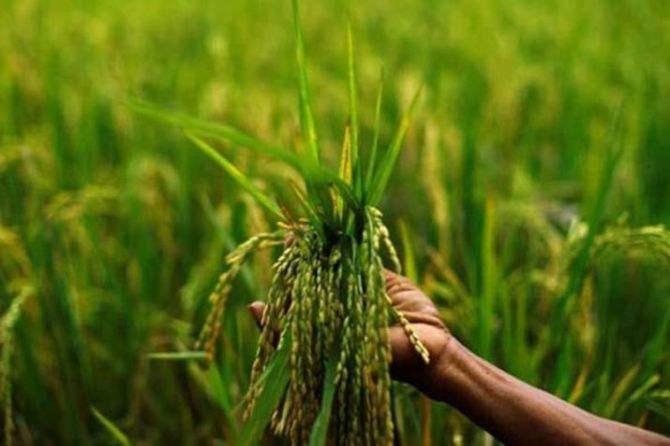 India aims for 298.3 m tonne foodgrain output in 20-21