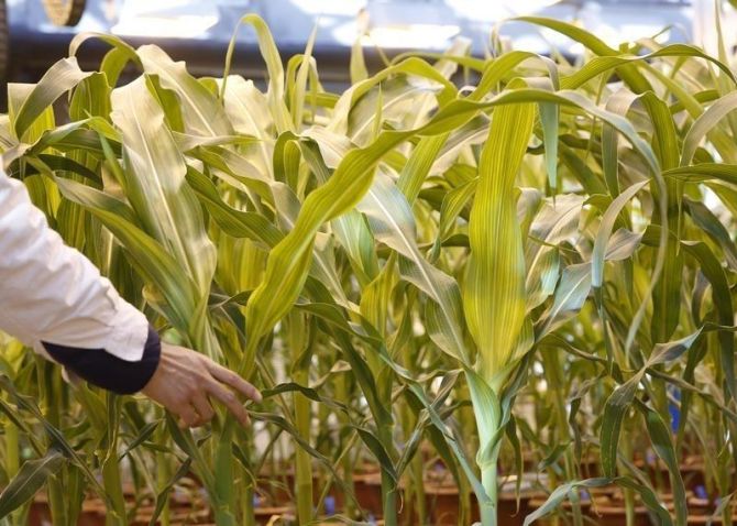 Maize Yield Crucial for Ethanol Production: NITI Aayog