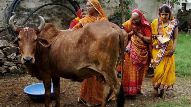 Himachal to Buy Cow Dung from Farmers at Rs 2/kg from Jan 1