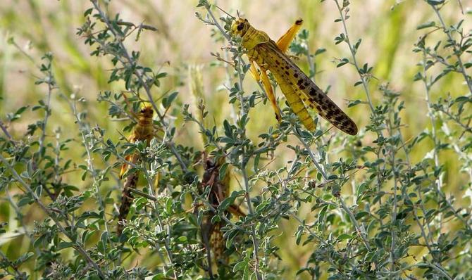 Locusts