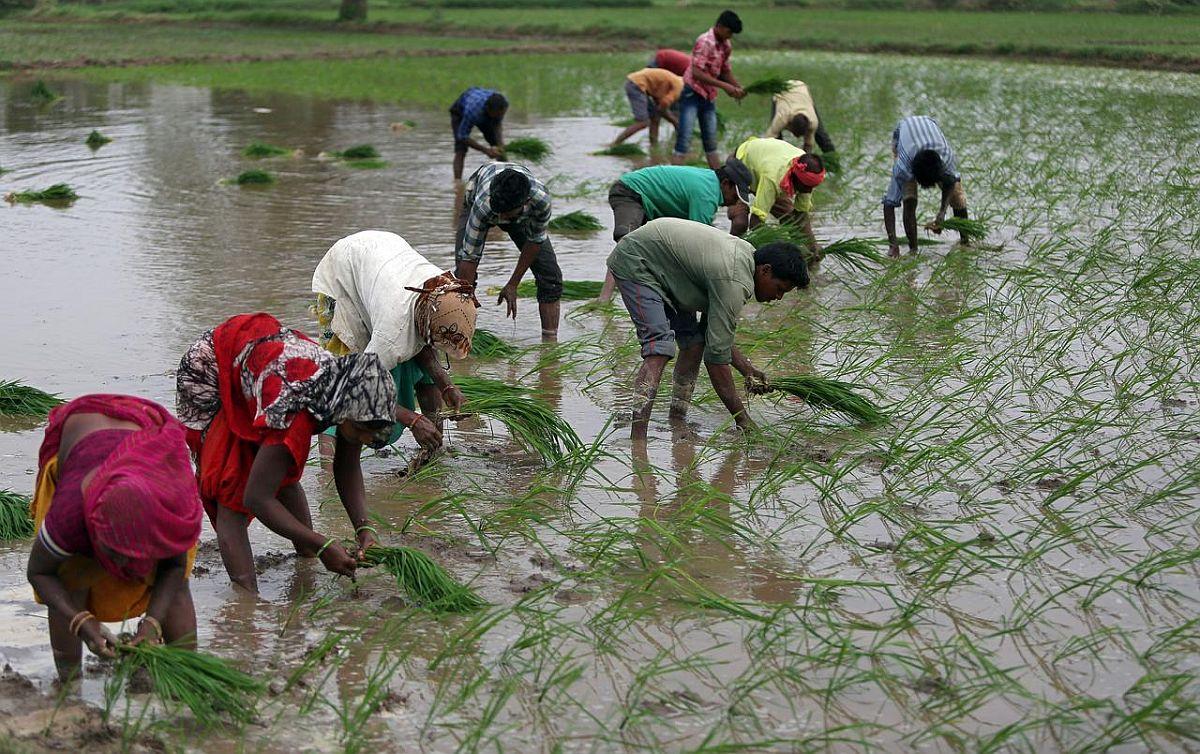 Sowing