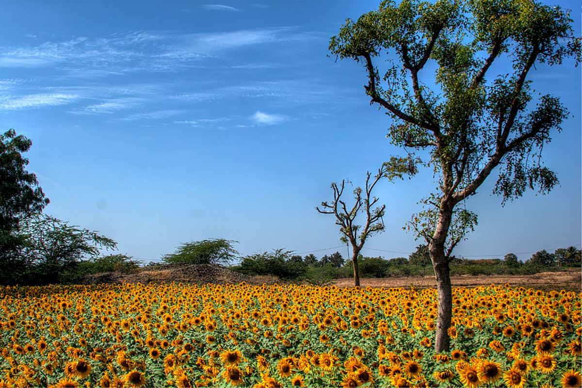 A sunflower field