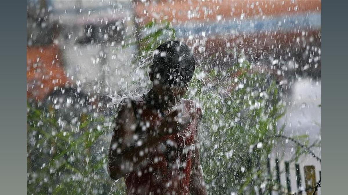 Marathwada Maize Crop Affected by Less Rain