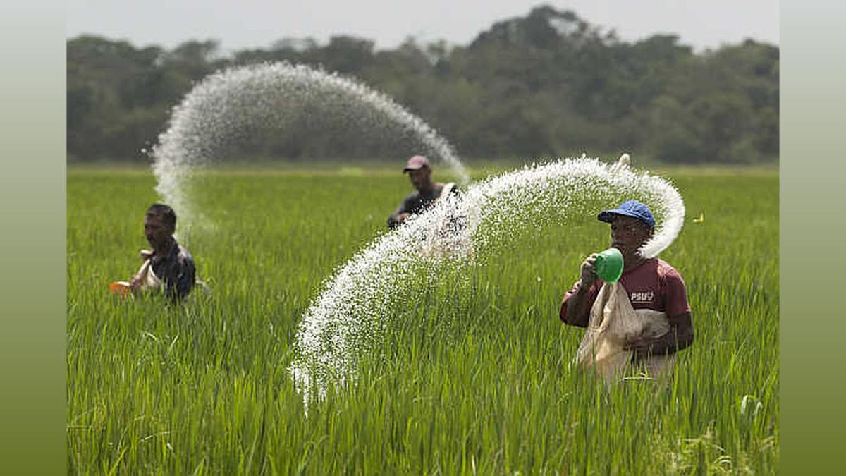 Haryana CM Assures Adequate DAP Fertilizer Stock, Urges Farmers to Ignore Rumors