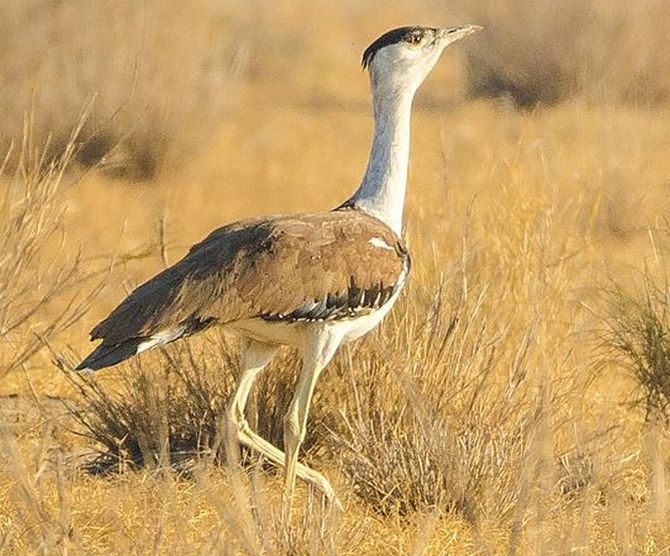 The Great Indian bustard