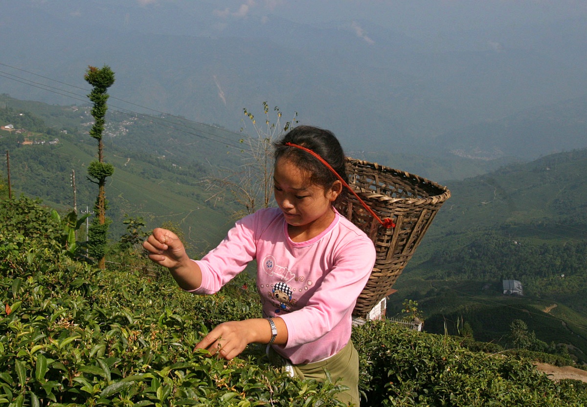 Crisis Brews In Darjeeling's Tea Gardens