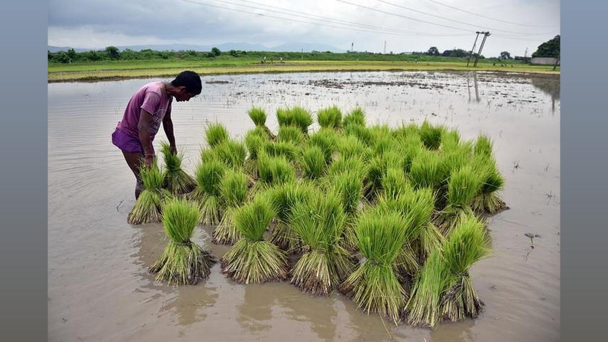 Punjab Paddy Procurement: 121 LT Achieved (65% Target)