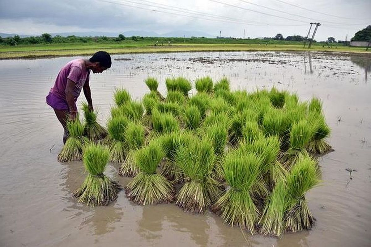 India Aims for 25% Climate-Resilient Paddy Seeds