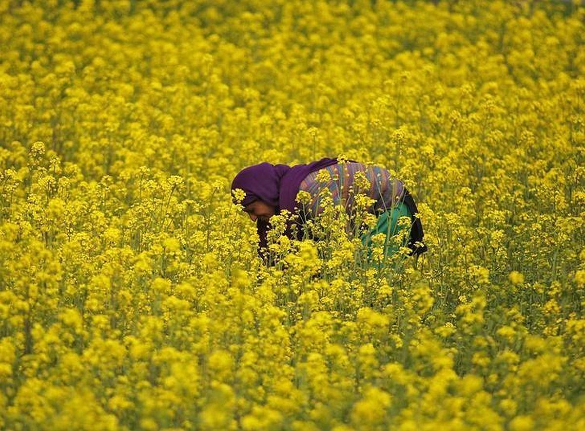 Mustard Oil: A Culinary & Health Staple in India