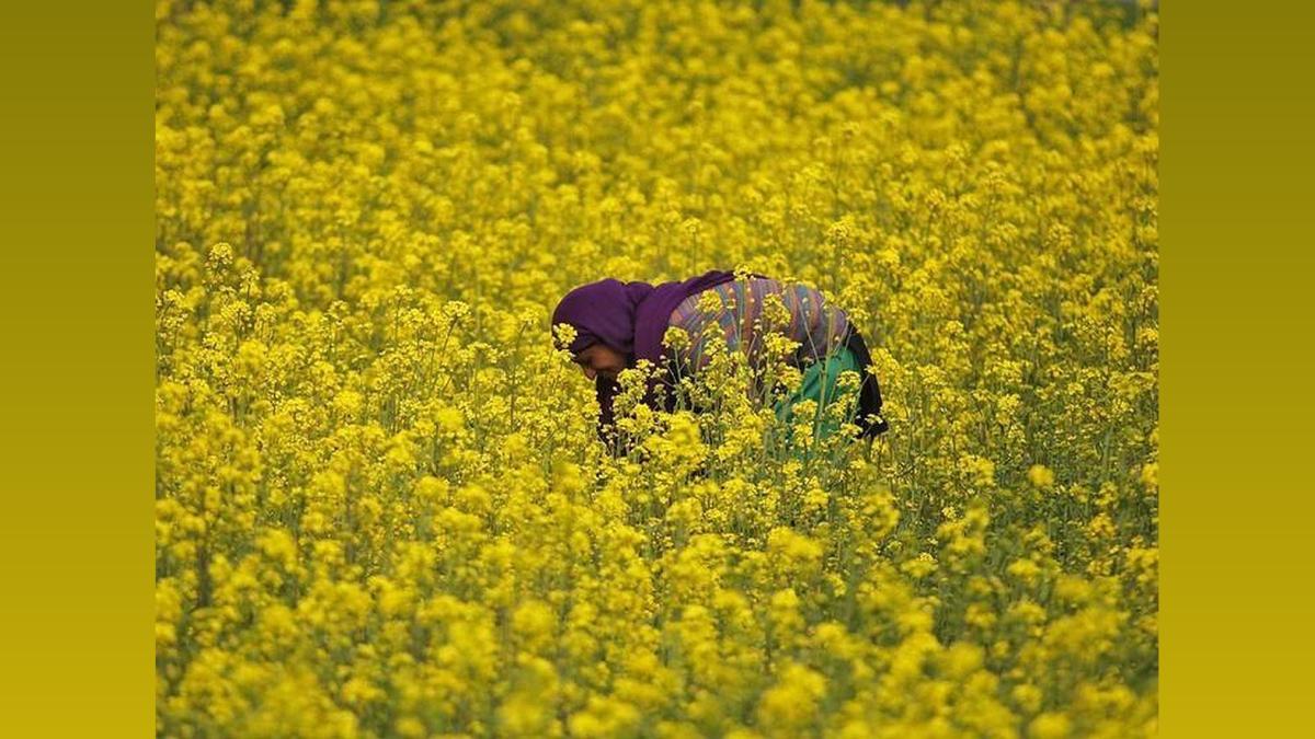 Rajasthan Farmers: MSP Registration for Gram & Mustard from April 1