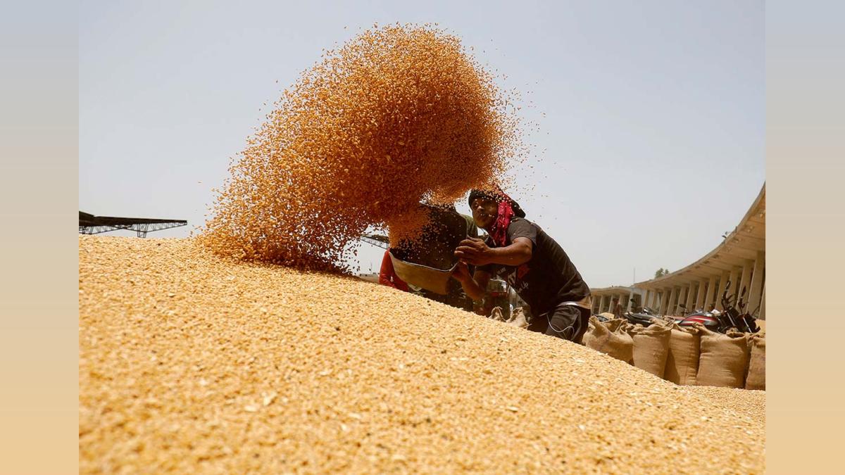 Wheat Sowing on Track Despite Delayed Paddy Harvest