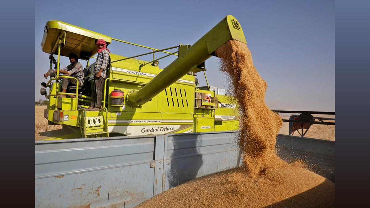 Potato Production Drops in Una, Himachal Pradesh