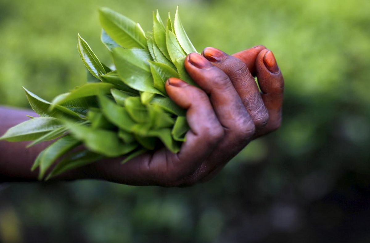 North Bengal Tea Industry Crisis: Gardens Closing Down