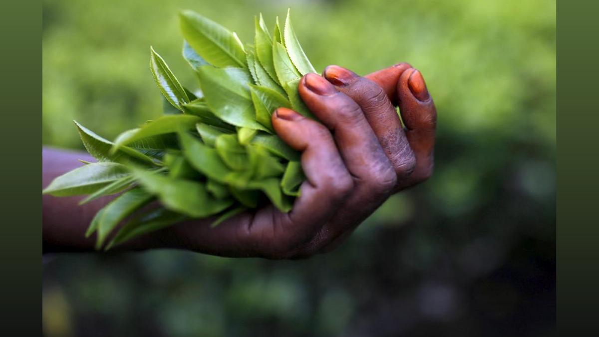 Tea Garden Workers in North Bengal Get 16% Bonus