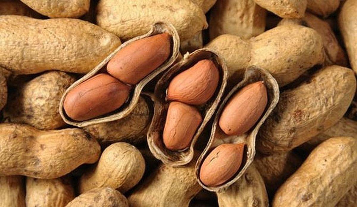 Groundnut