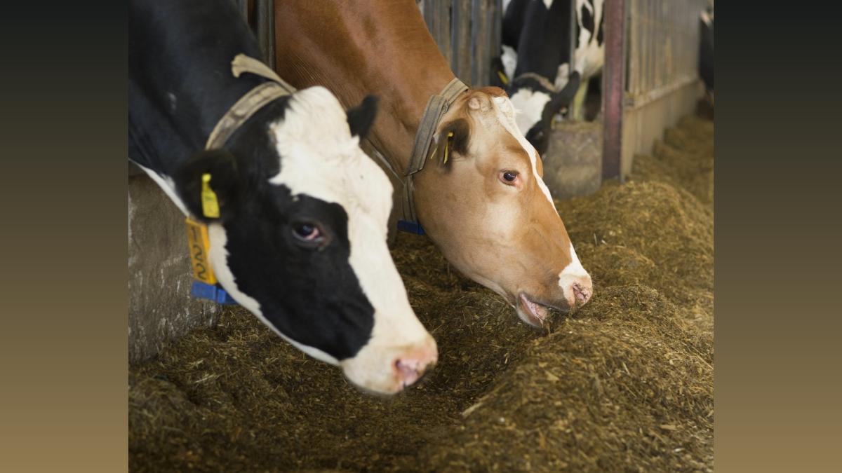 India Faces Animal Fodder Deficit: Union Minister