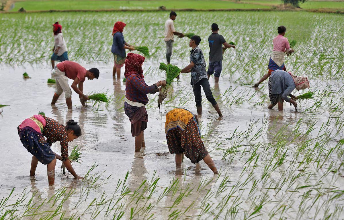 Rice cultivation