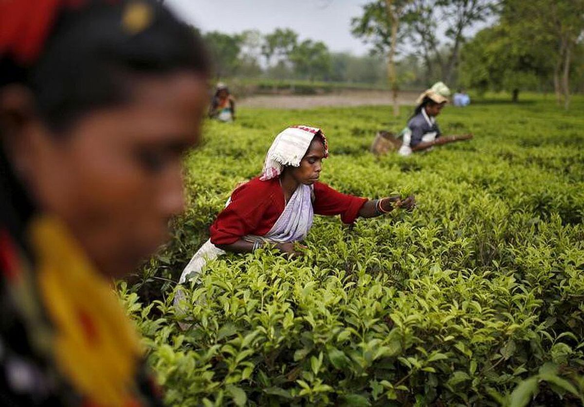 Tea Planters Oppose Govt''s Tea Auction Mandate