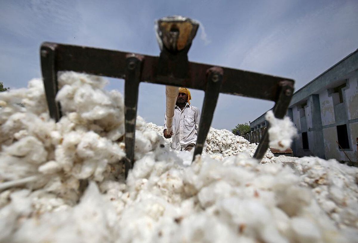 Cotton Production Forecast 2023-24: CAI Retains 294.10 Lakh Bales