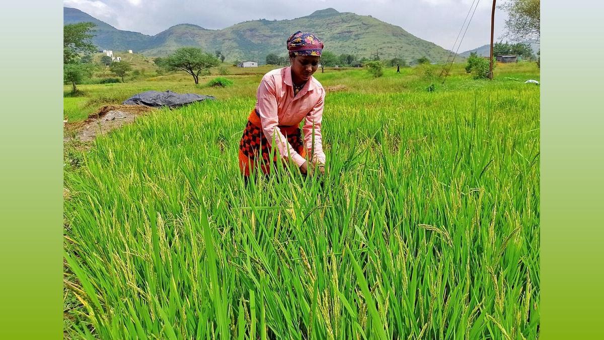 India Eyes Record Foodgrain Output in 2025-26