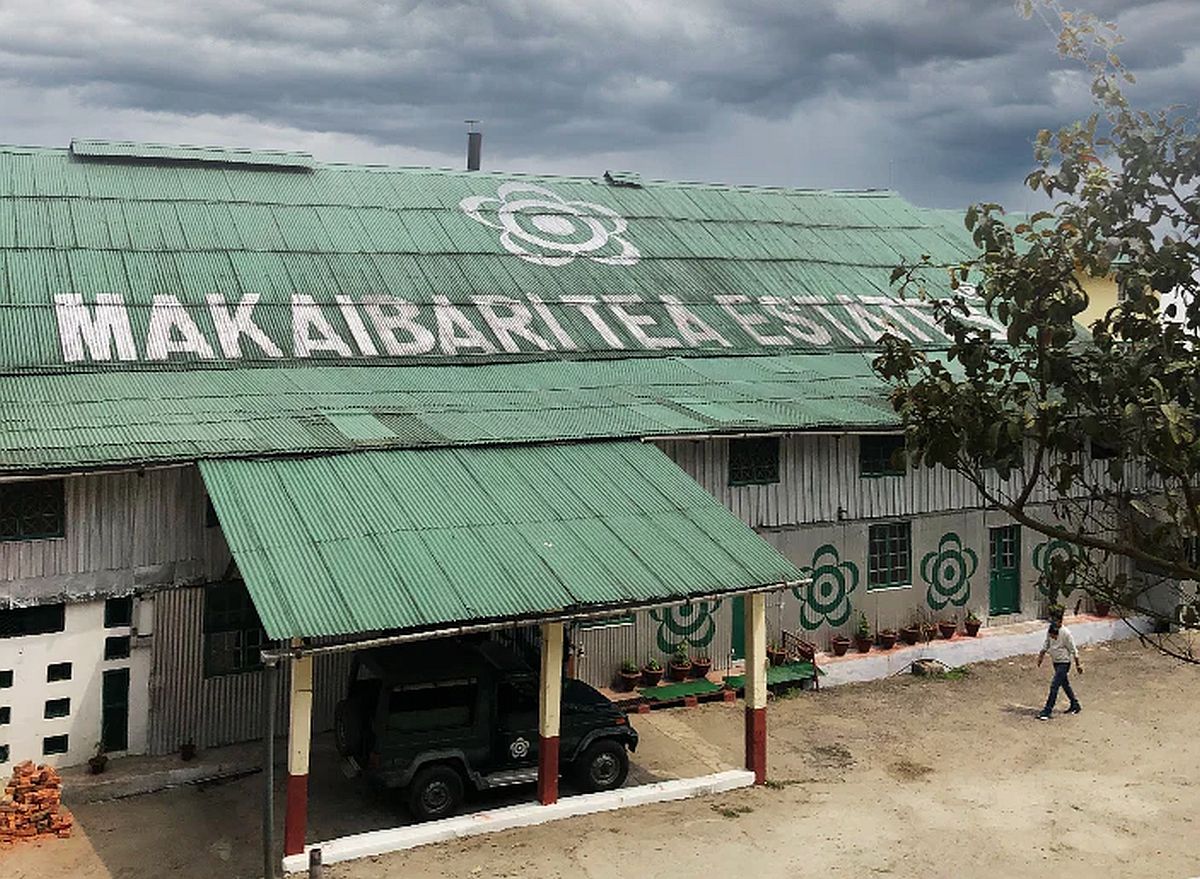 Makaibari Tea Estate