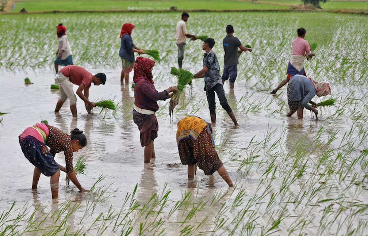 Rice farming