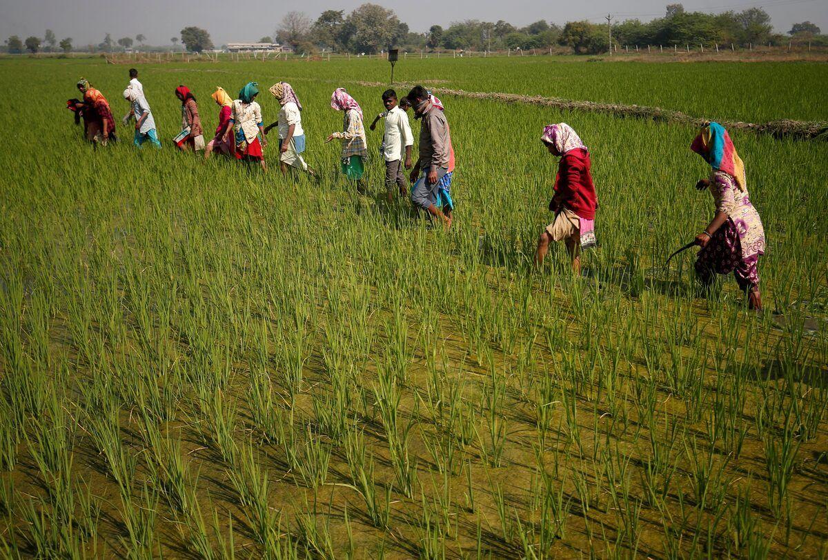 Farm workers