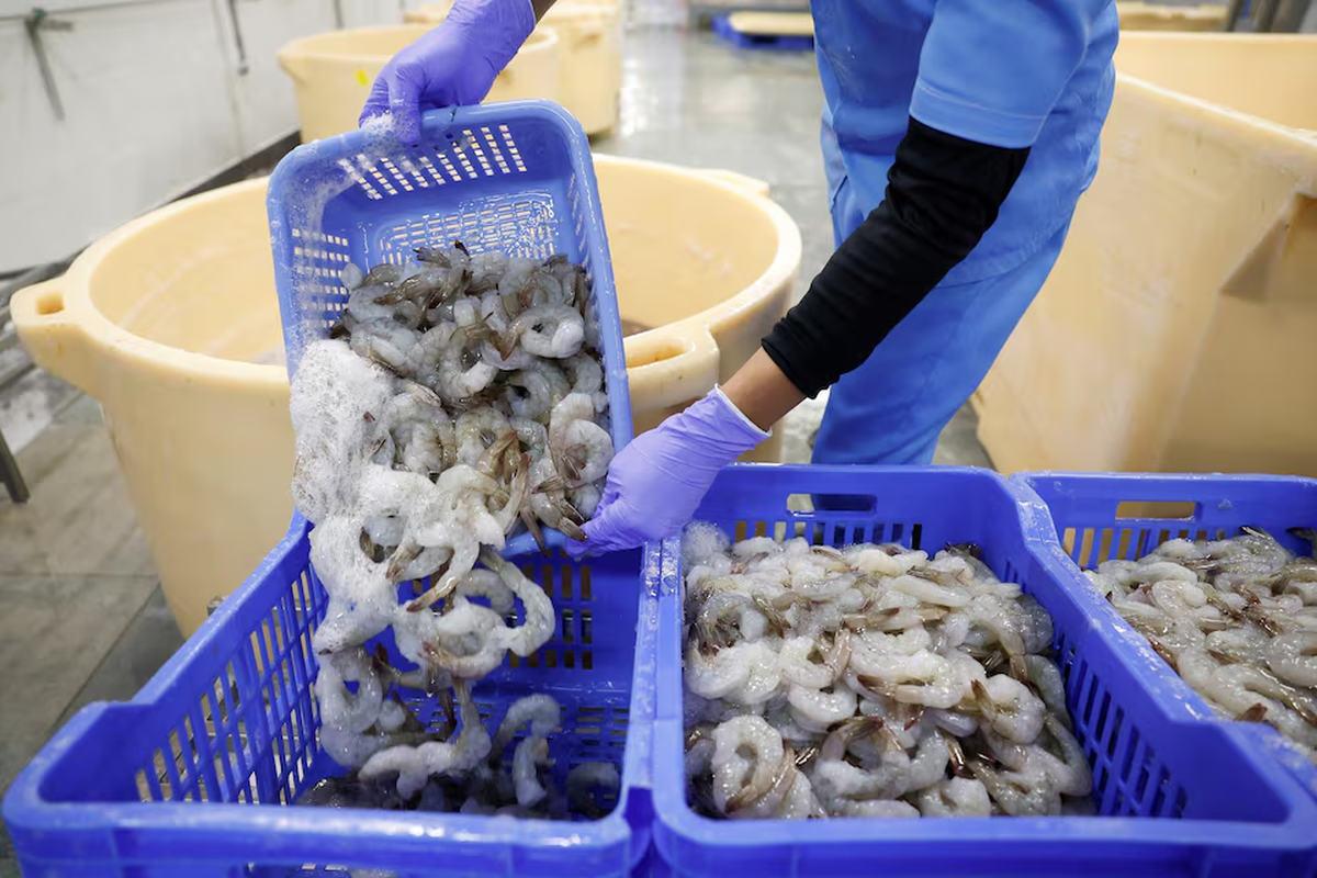 India's shrimp exports hit by US tariffs