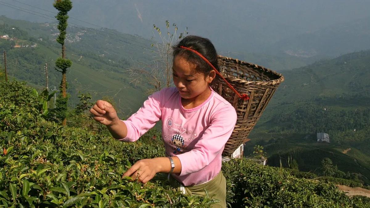 Nepalese tea takes the flavour out of Darjeeling tea