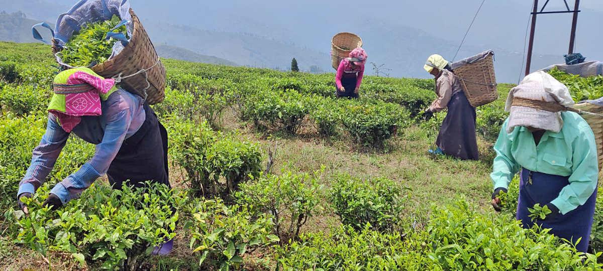 Tea garden