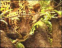 A leopard on a tree