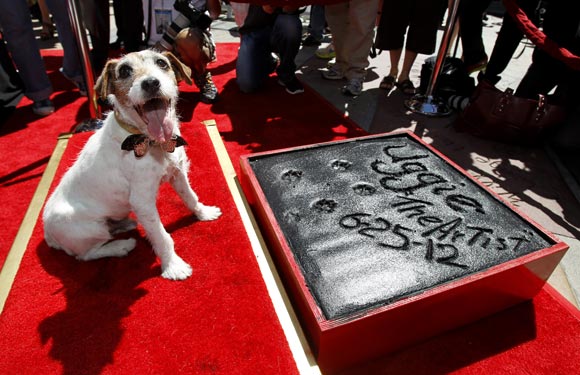 Uggie leaves his paw prints in cement in the forecourt of the Grauman's Chinese theatre in Hollywood in June 2012