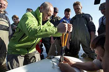 Putin attaches a satellite tracking tag to a Beluga whale named Dasha