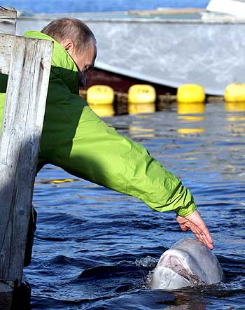 Putin strokes the Beluga whale during his visit to Chkalov island