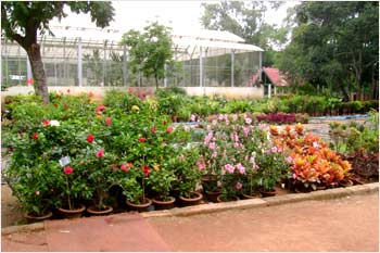 People of Bengaluru enjoy the flower show