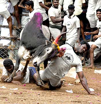 File photo of Jallikattu being celebrated at Madurai