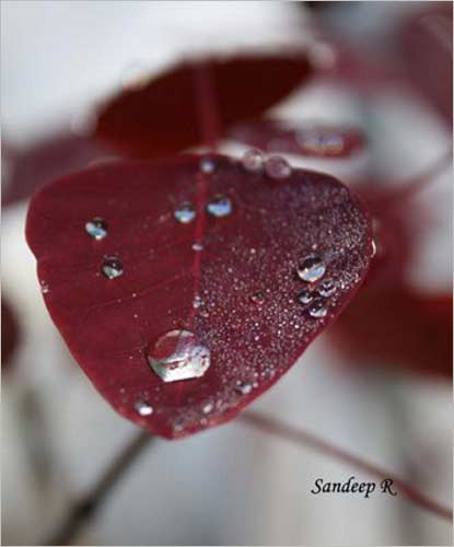 A beautiful leaf with sparkling rain droplets.