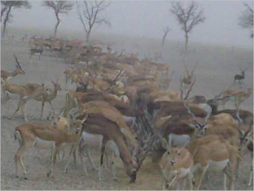 Taal Chappar in Rajasthan. The animals in the sanctuary lashed by heavy rain.