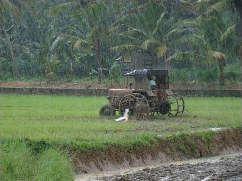 A healthy monsoon brings smiles to the farmers, the lush green fields of Kerala have tale of there own.