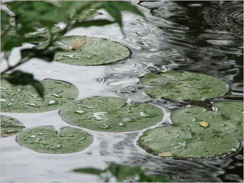 The droplets on the large leafs, makes a perfect float.