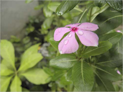 The delicate flower of <i>Sadaphuli</i> (perrenial bloom) smiles even more with the arrival of monsoon.