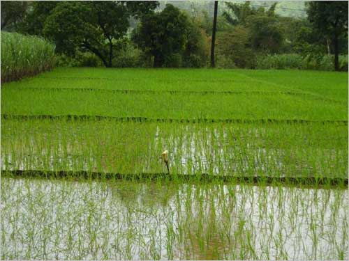 The green rice fields of Goa.