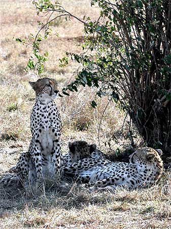 Cheetahs, called hunter leopards by the British, were popular for hunting for their swiftness