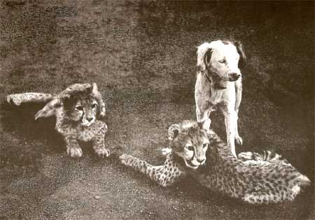 Cheetah Cubs and dog, a photograph taken by Major G S Rodon in Dharwar, Karnataka, in 1897