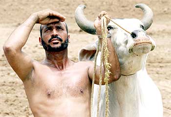 A farmer with his ox looks up at the sky in the town of Ropar in Punjab
