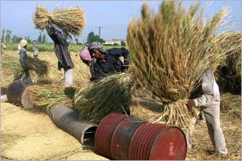 Farmers seperating rice in Amritsar, Punjab.