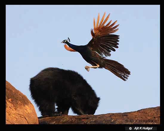 A peacock flies over a feeding sloth bear